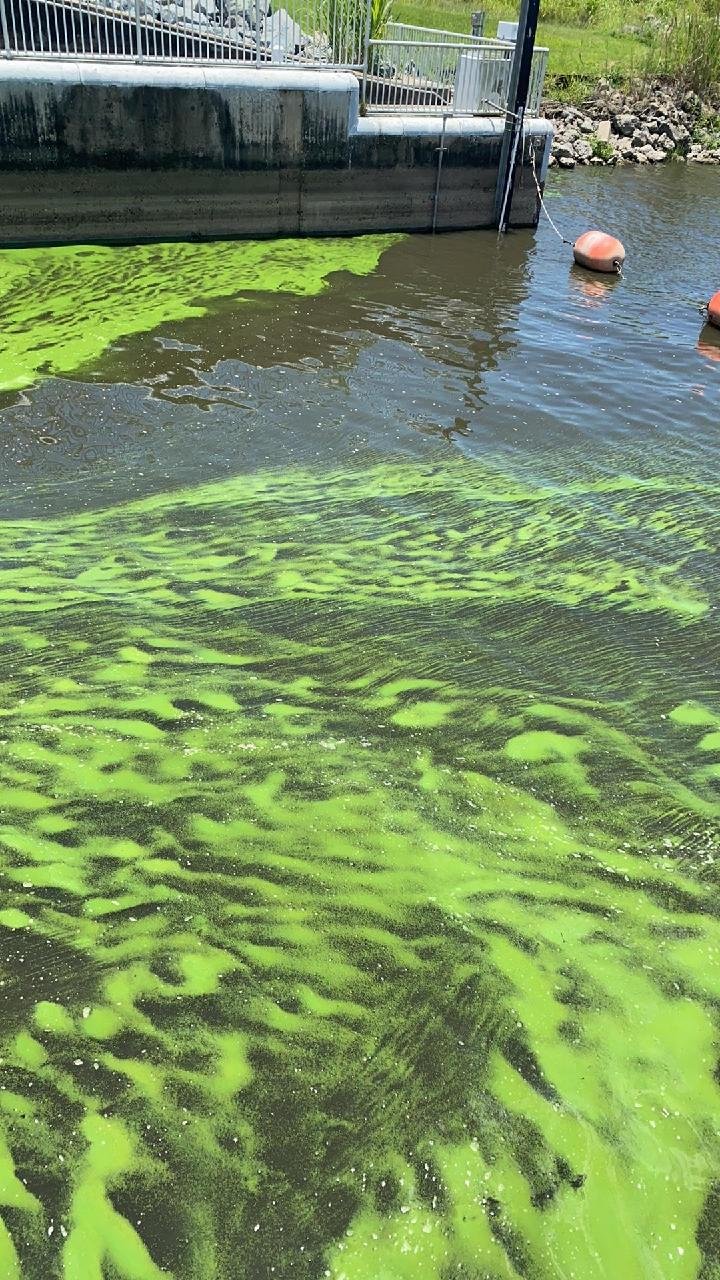 A visible algal bloom near the water control structure at Canal Point on June 27 has tested for microcystin toxin at 180 ppb. Levels above 8 ppb are considered unsafe for human recreational contact.